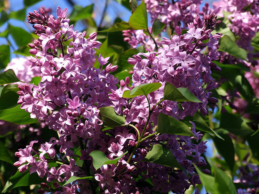 Lila Flieder, Frühling, blauer Himmel, Blume