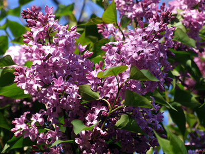 Lila Flieder - Frühling - blühende Flieder