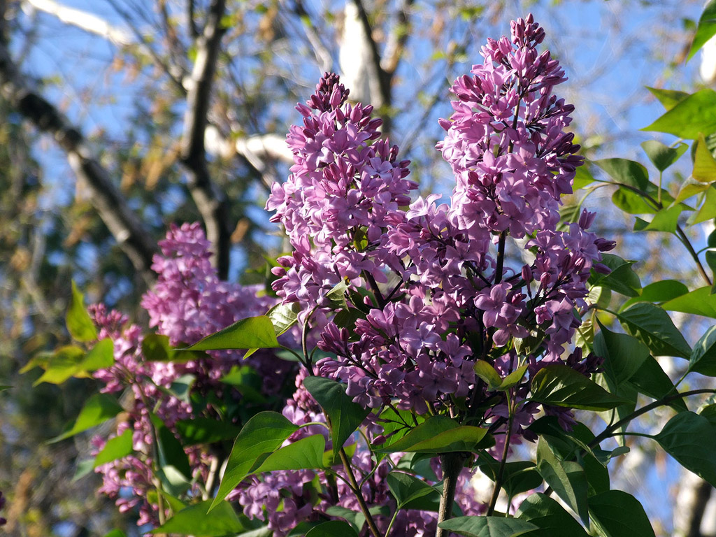 Lila Flieder, Frühling, blauer Himmel, Blume