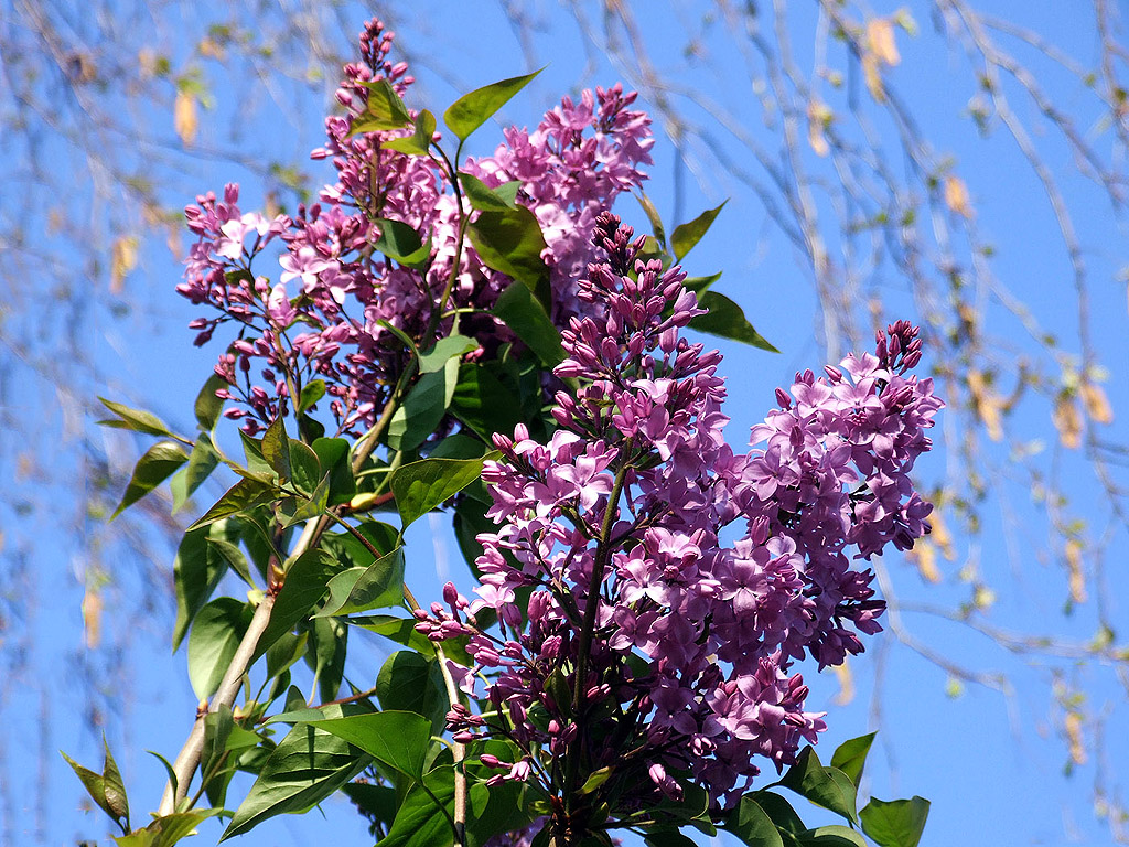 Lila Flieder, Frühling, blauer Himmel, Blume