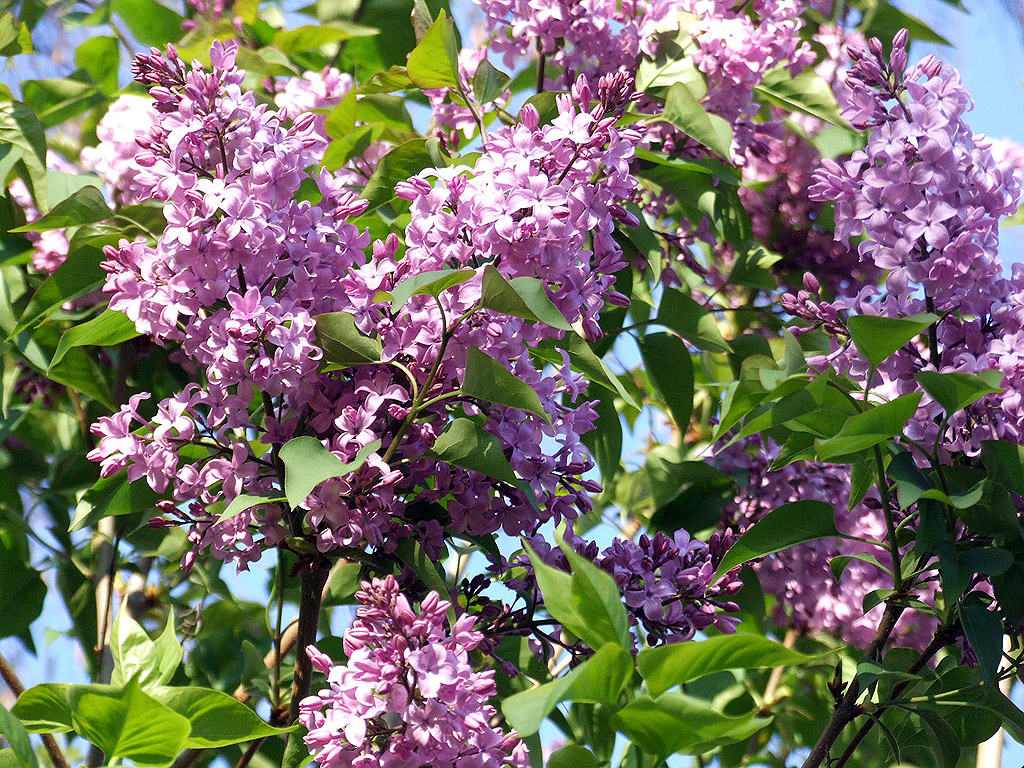 Lila Flieder, Frühling, blauer Himmel, Blume