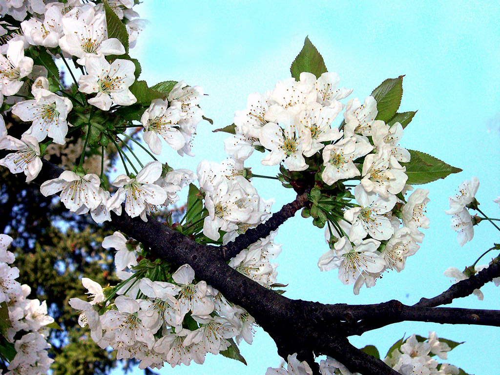 Kirschblüte, Frühling, blauer Himmel