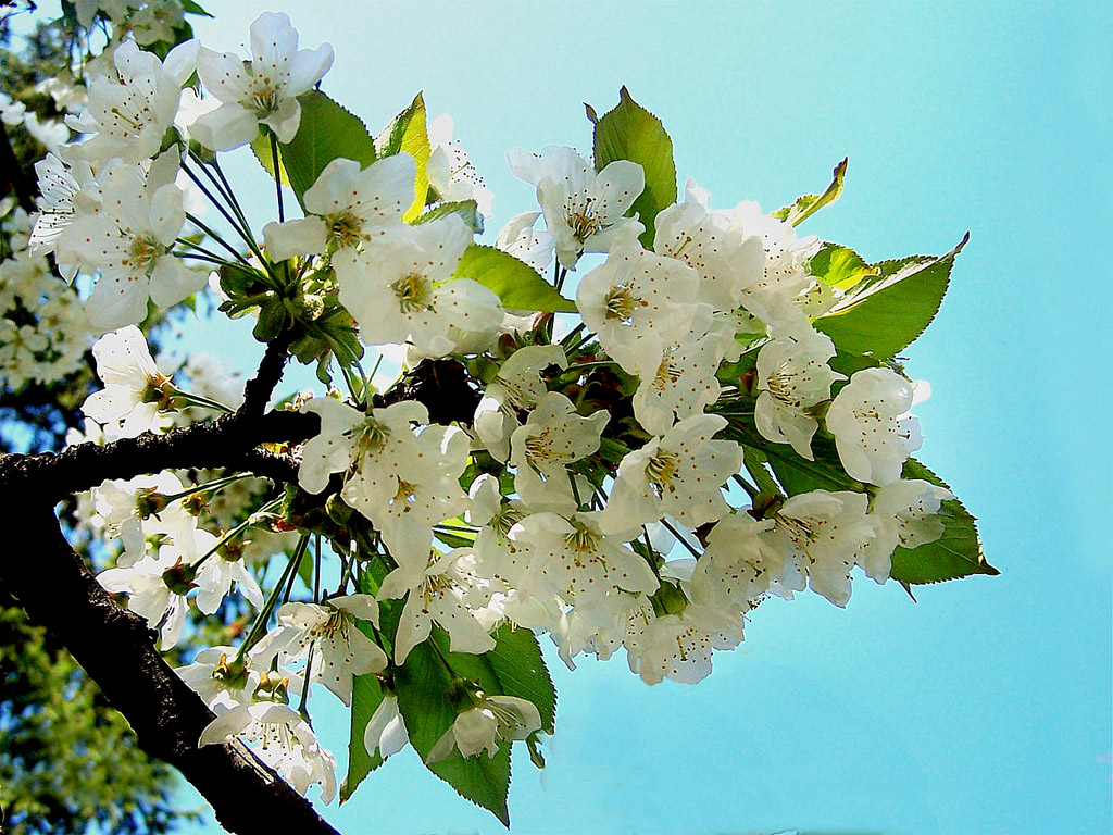 Kirschblüte, Frühling, blauer Himmel