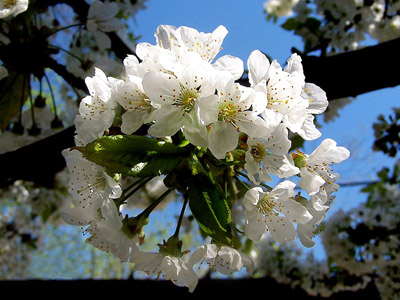 Kirschblüte - Frühling