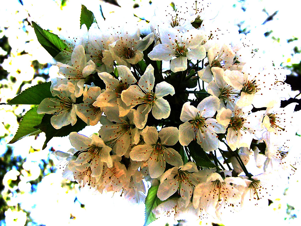 Kirschblüte, Frühling, blauer Himmel