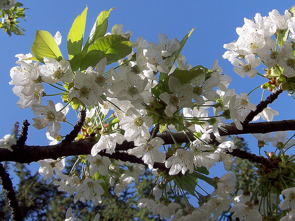 Kirschblüte, Frühling, blauer Himmel