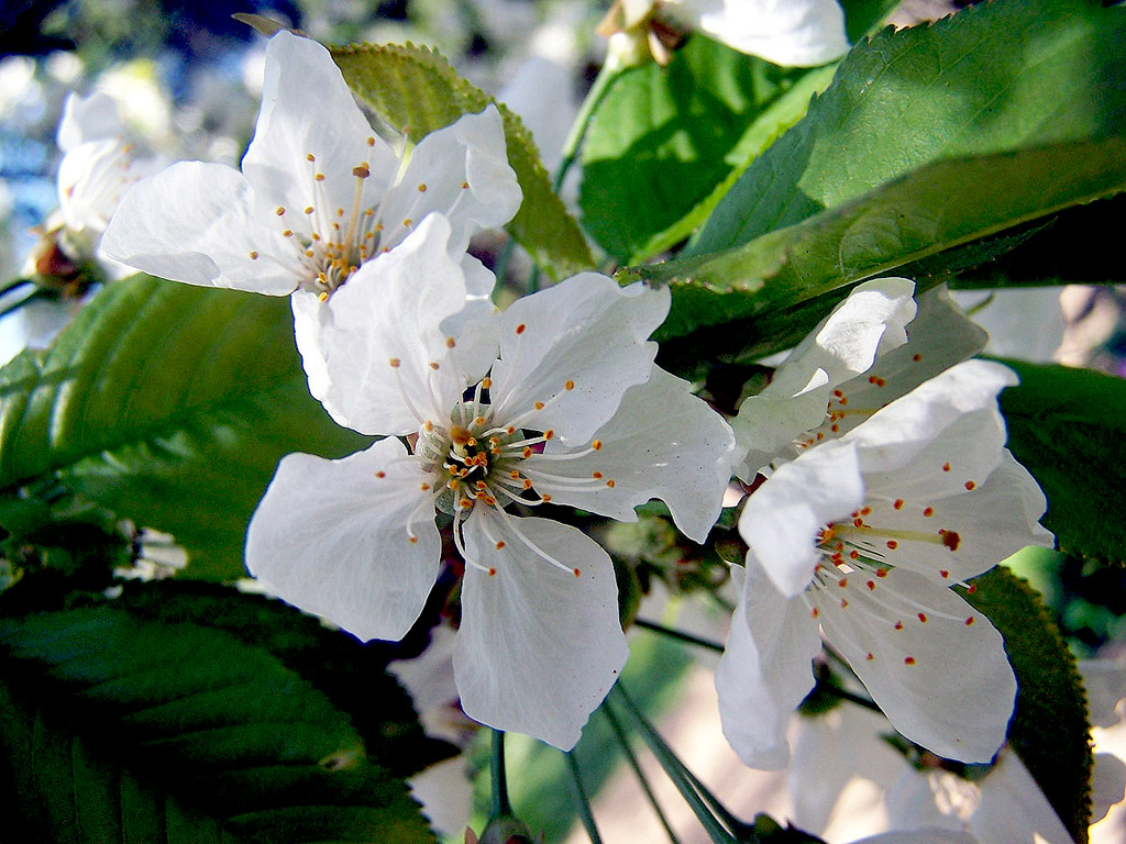 Kirschblüte, Frühling, blauer Himmel