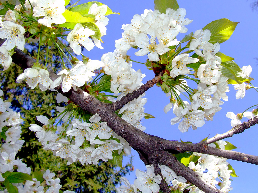 Kirschblüte, Frühling, blauer Himmel