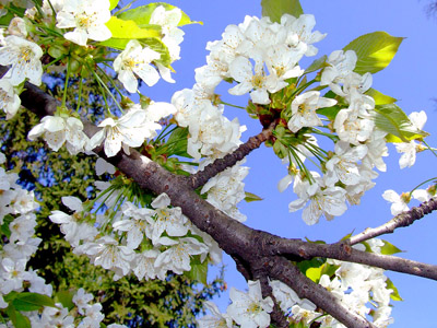 Kirschblüte - Frühling