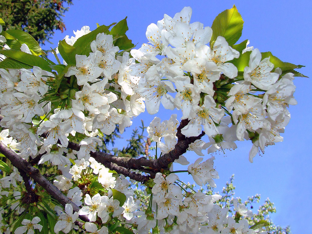 Kirschblüte, Frühling, blauer Himmel