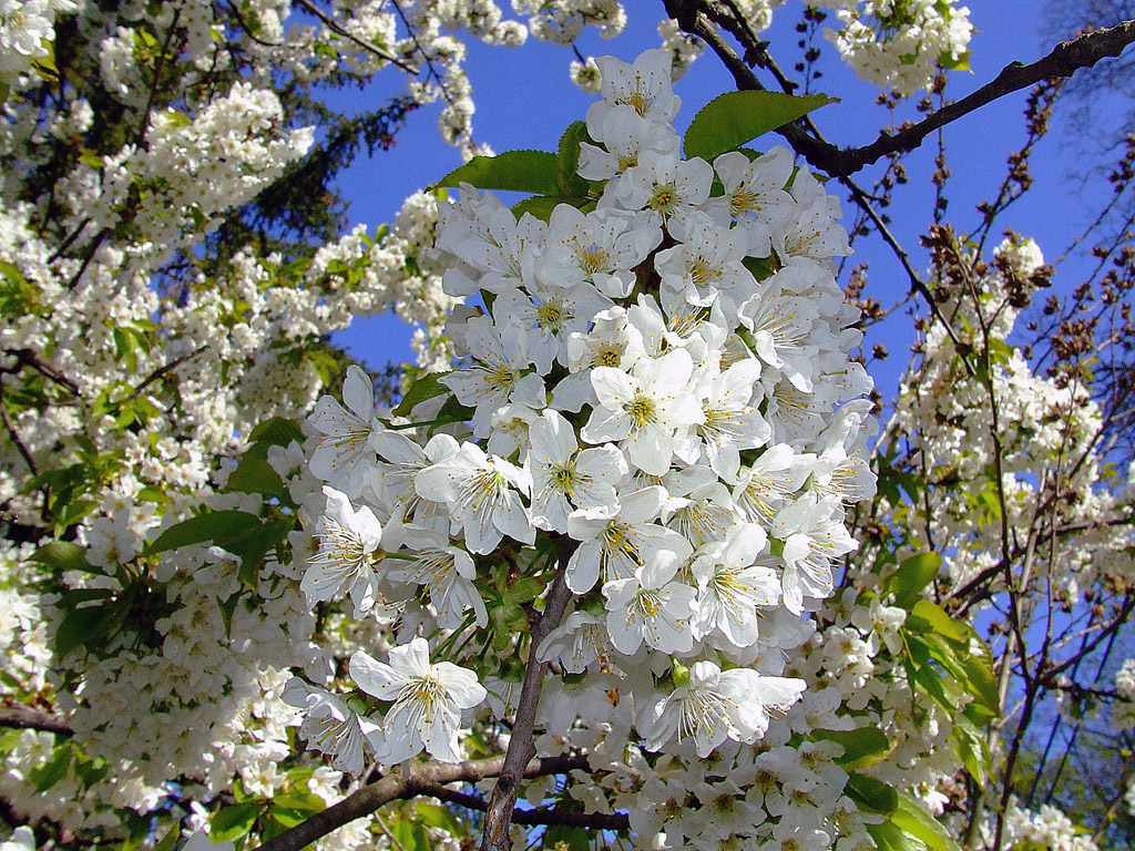 Kirschblüte, Frühling, blauer Himmel