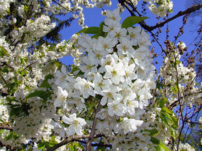 Kirschblüte - Frühling