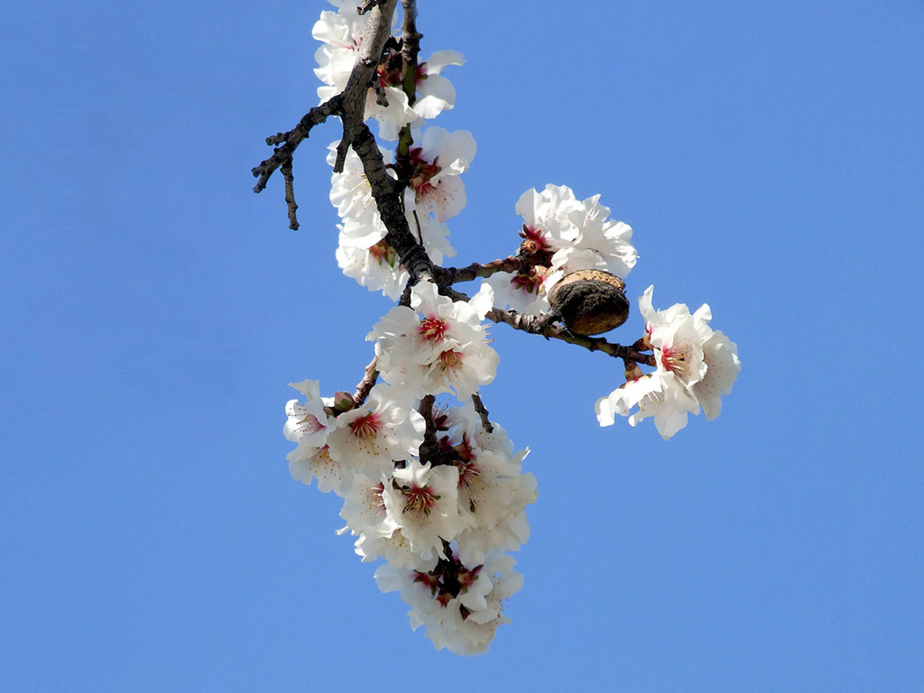 Kirschblüte, Frühling, blauer Himmel