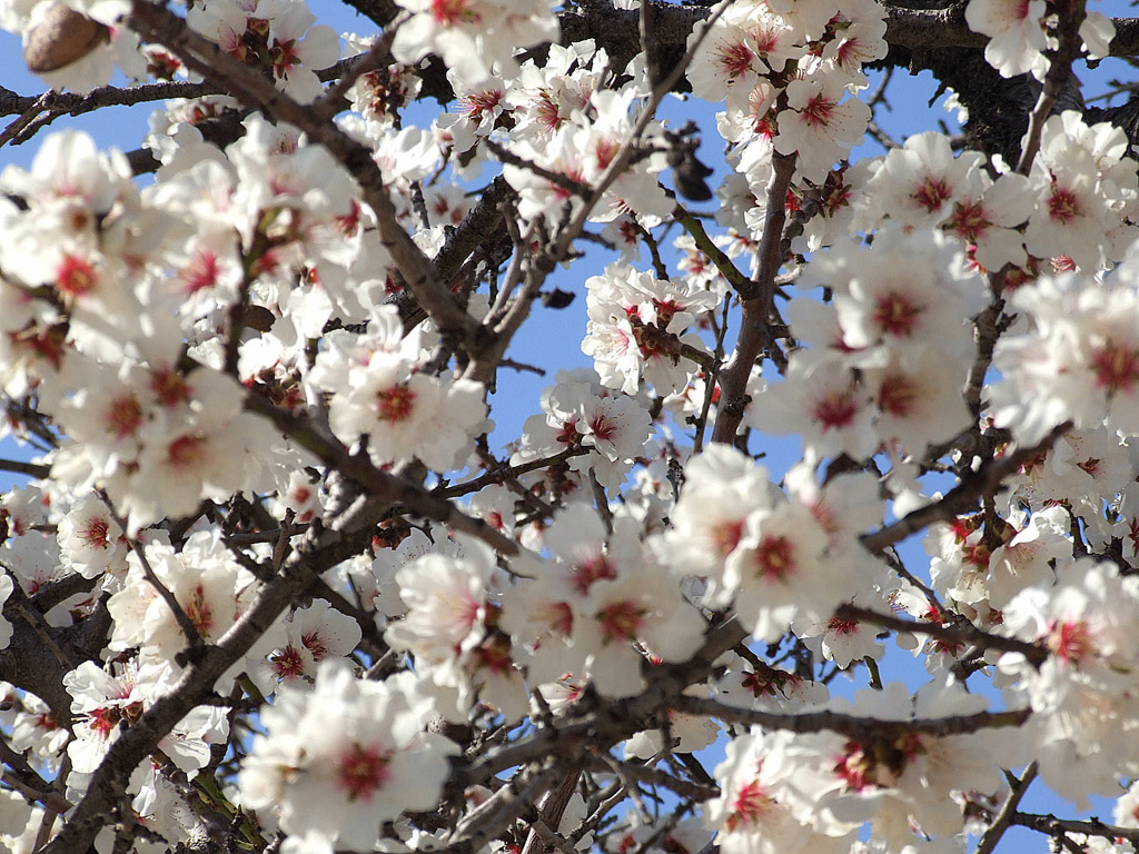 Kirschblüte, Frühling, blauer Himmel