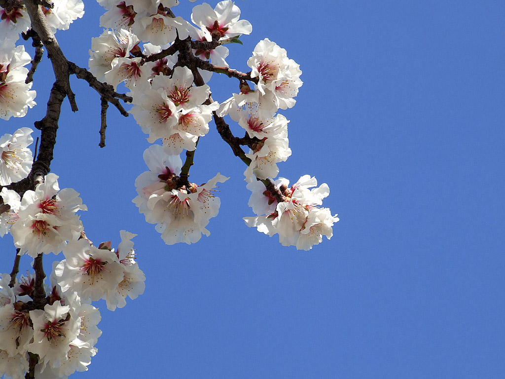 Kirschblüte, Frühling, blauer Himmel