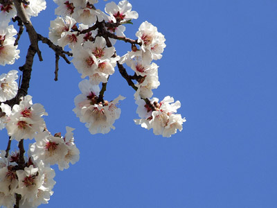 Kirschblüte - Frühling