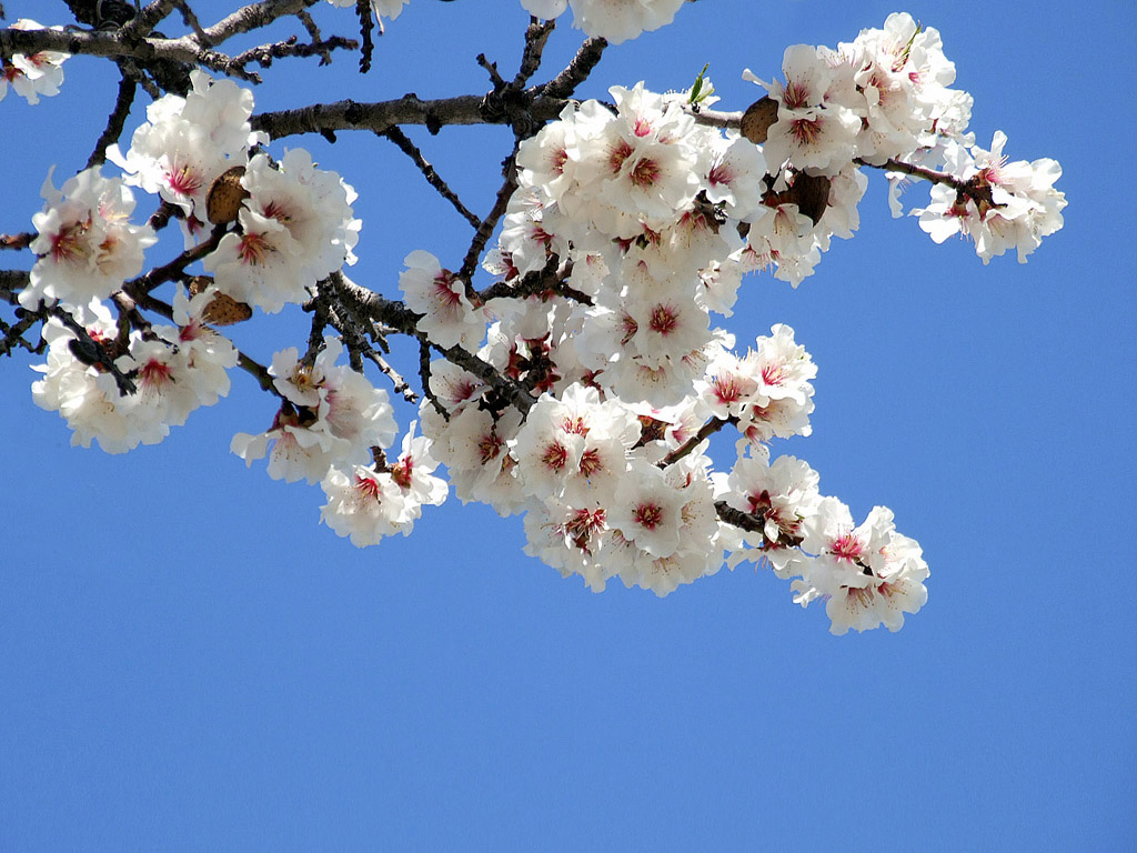 Kirschblüte, Frühling, blauer Himmel