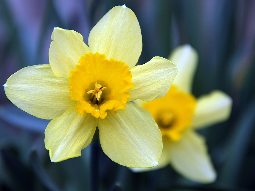 Frühling: Narzisse