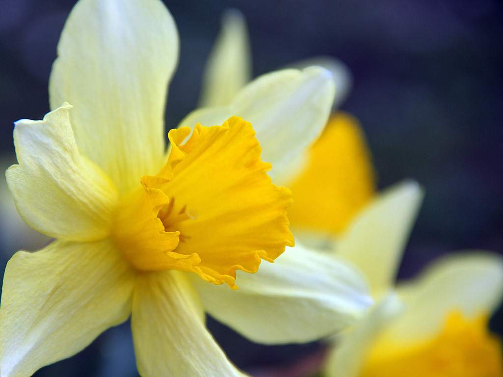 Frühling: Narzisse