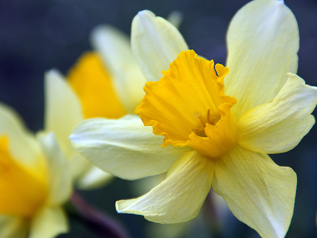 Frühling: Narzisse