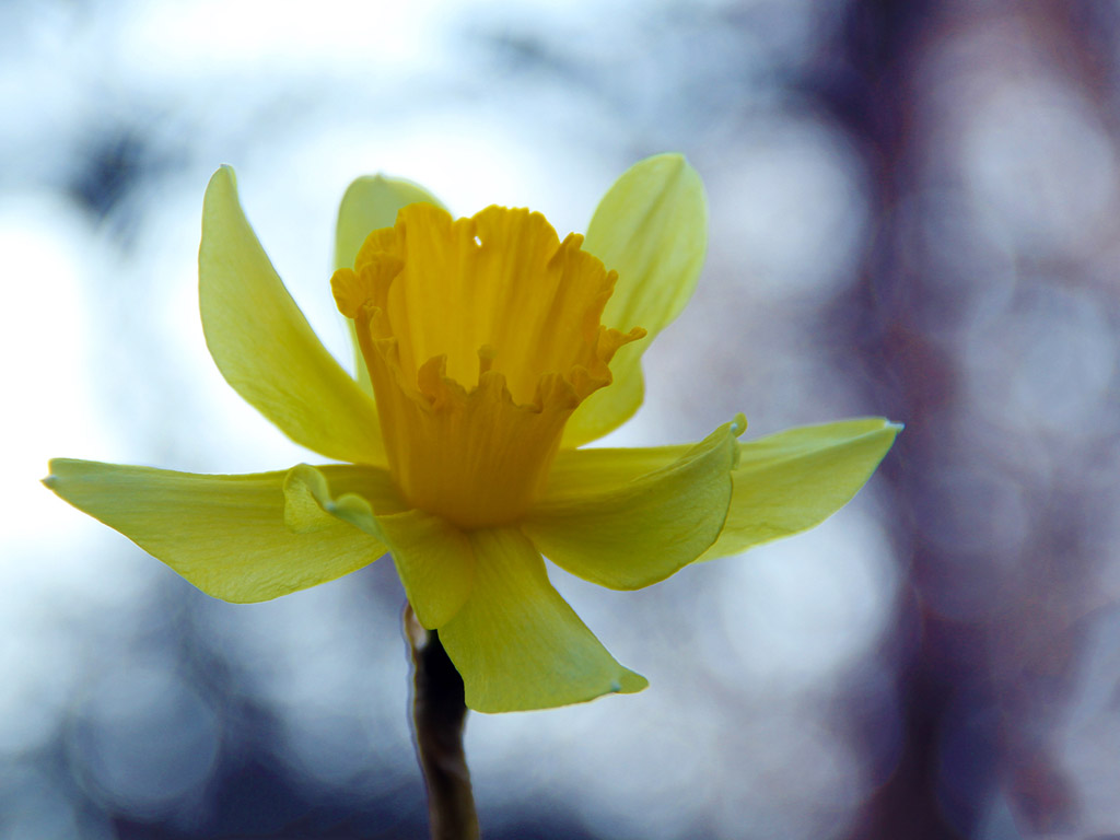 Frühling: Narzisse