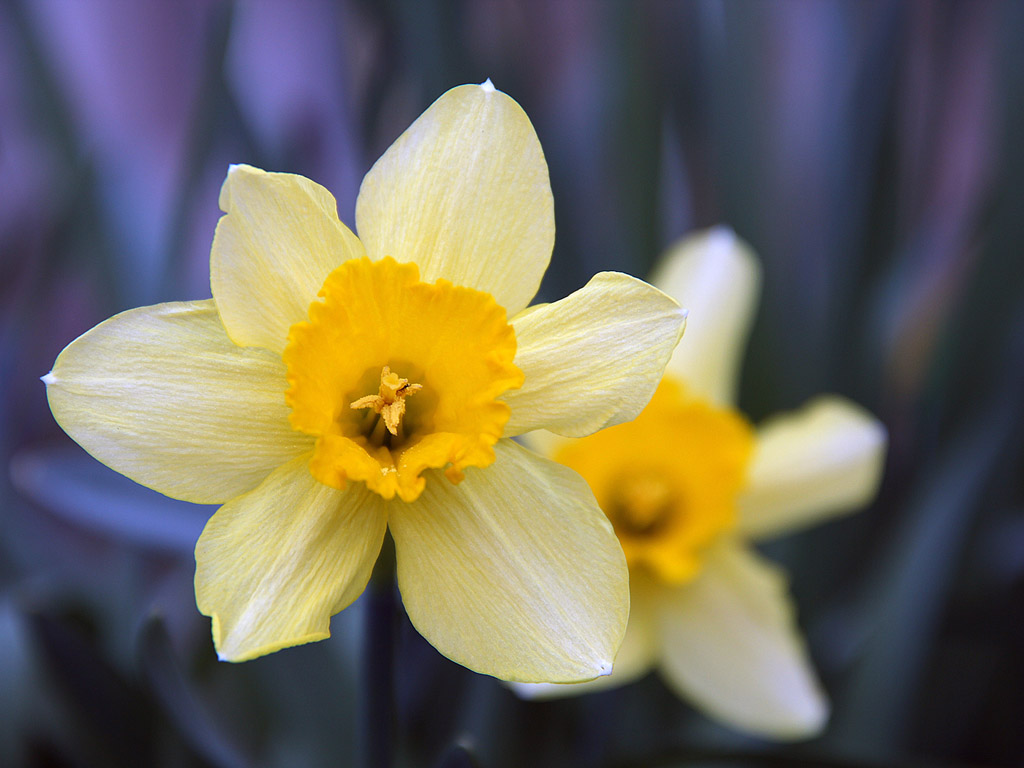 Frühling: Narzisse