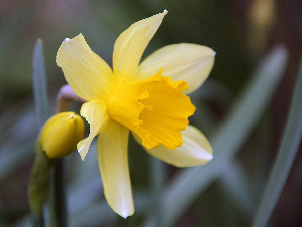 Frühling: Narzisse