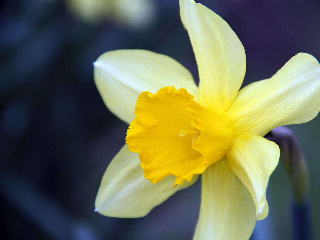 Frühling: Narzisse