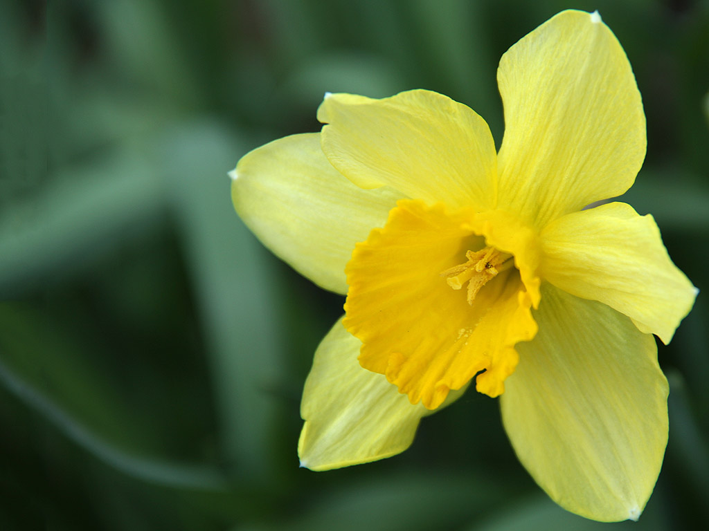 Frühling: Narzisse