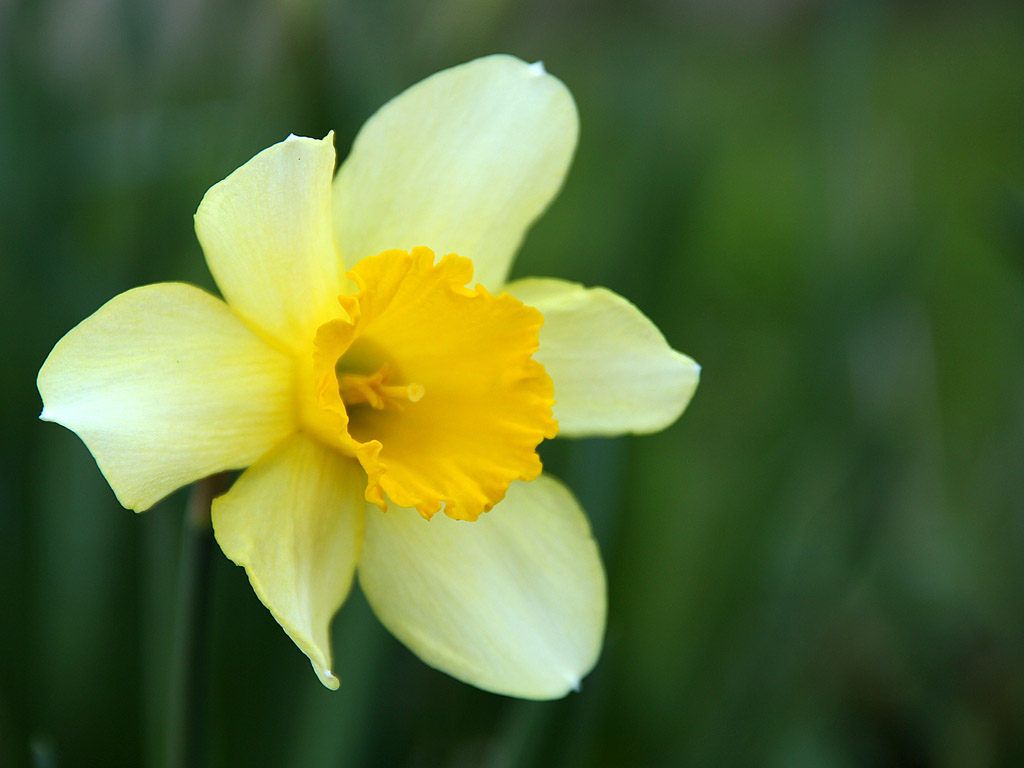 Frühling: Narzisse