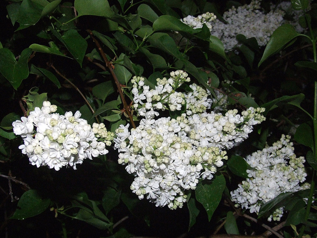 Weisse Flieder, Frühling, blauer Himmel, Blume