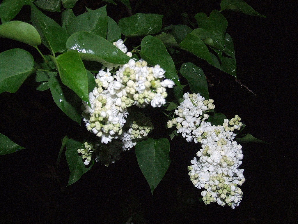 Weisse Flieder, Frühling, blauer Himmel, Blume, Nacht