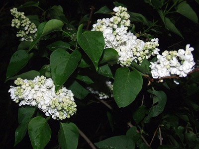 Weisse Flieder - Frühling