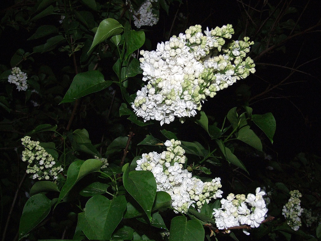 Weisse Flieder, Frühling, blauer Himmel, Blume, Nacht