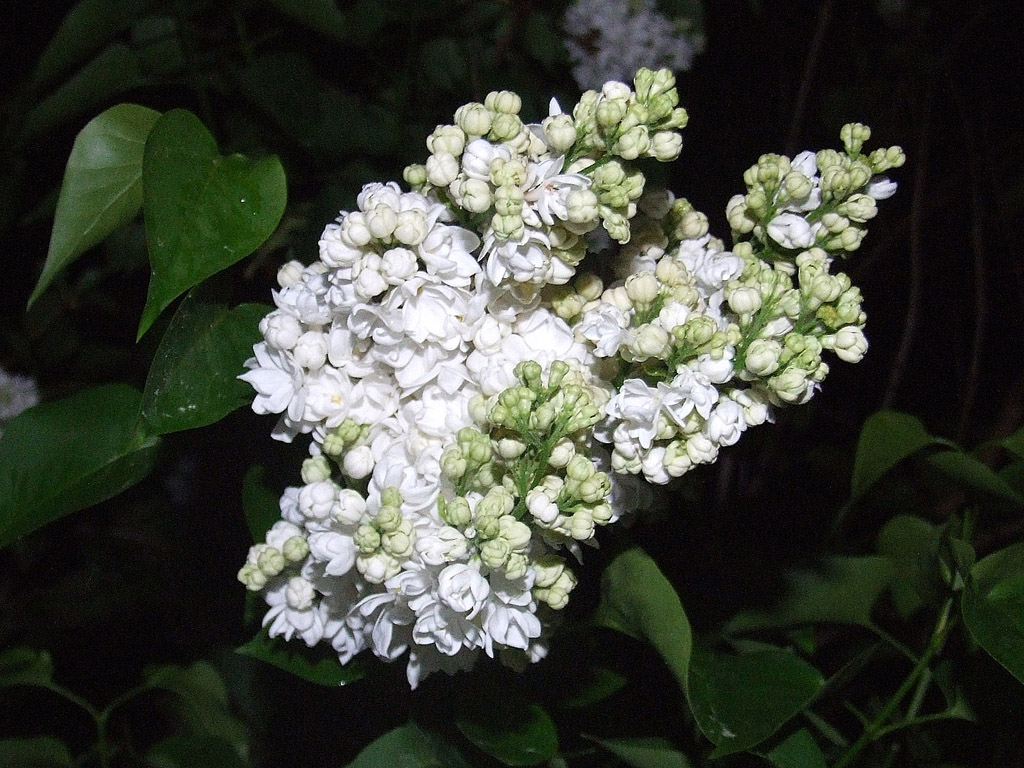 Weisse Flieder, Frühling, blauer Himmel, Blume, Nacht