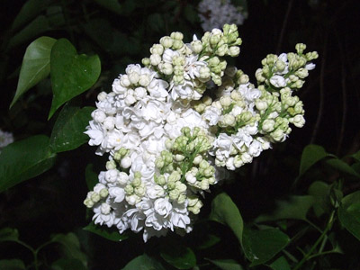 Weisse Flieder - Frühling