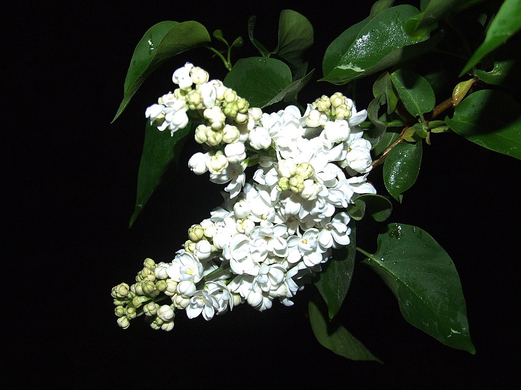 Weisse Flieder, Frühling, blauer Himmel, Blume, Nacht