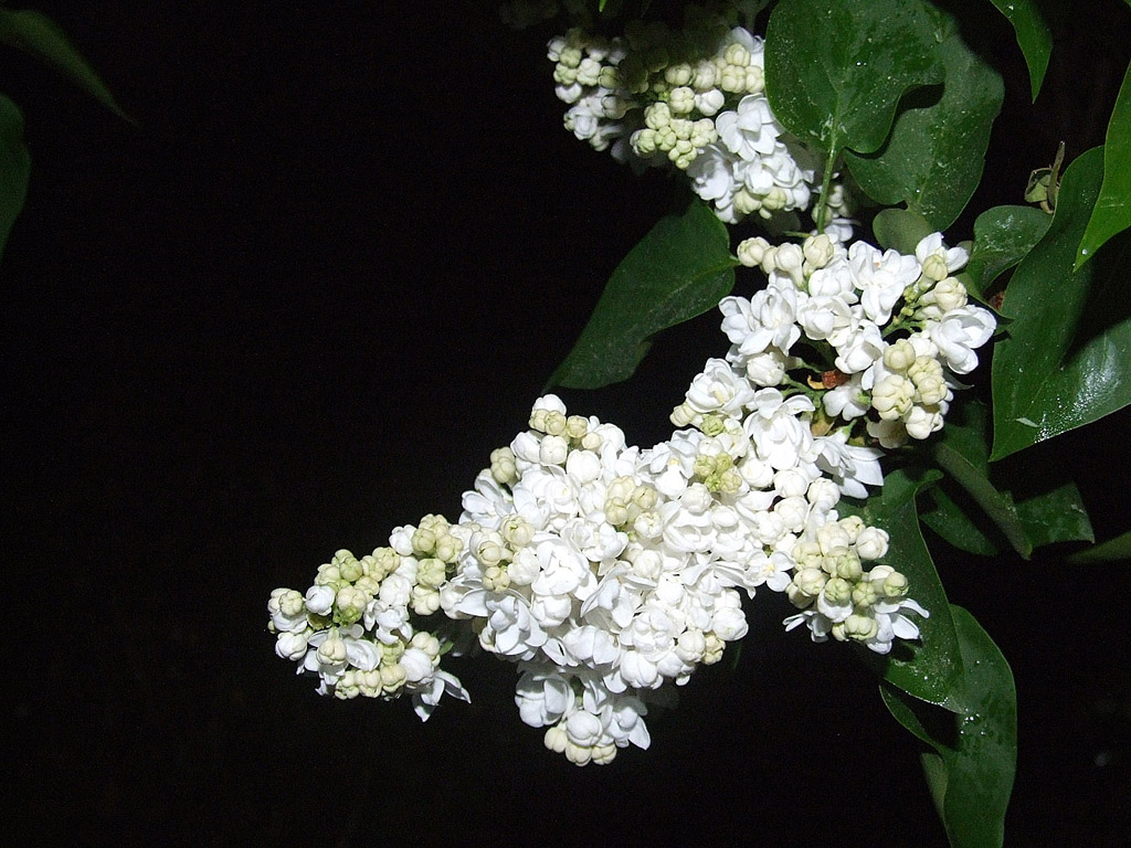 Weisse Flieder, Frühling, blauer Himmel, Blume, Nacht