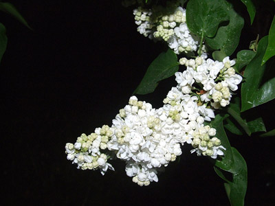 Weisse Flieder - Frühling