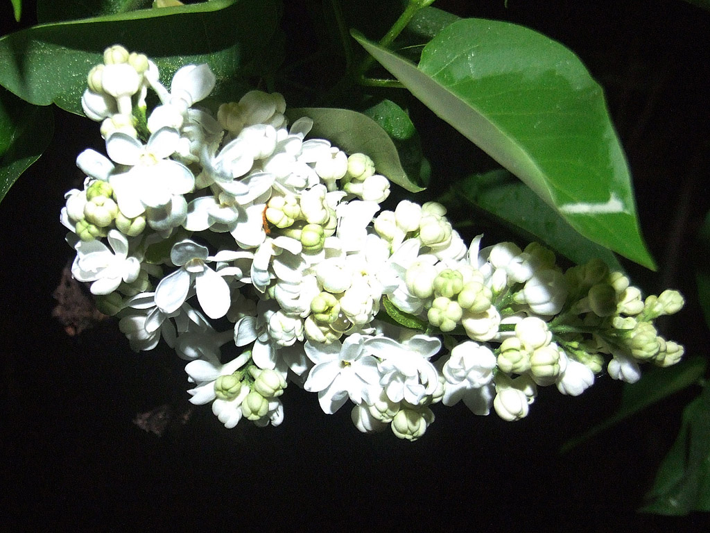 Weisse Flieder, Frühling, blauer Himmel, Blume, Nacht