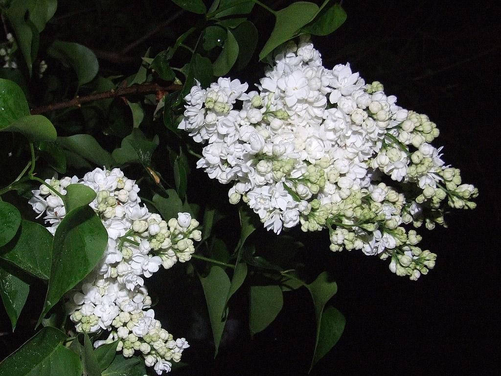 Weisse Flieder, Frühling, blauer Himmel, Blume, Nacht