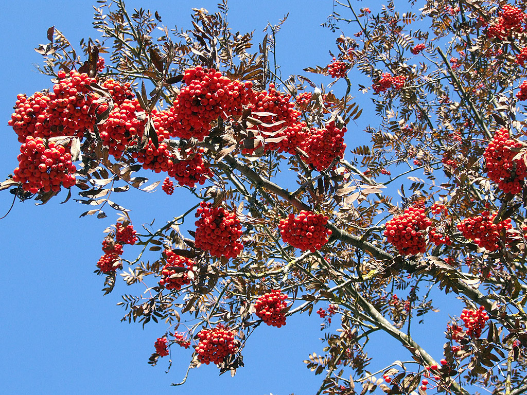 Herbst in den Alpen #005