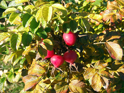 Herbst in den Alpen