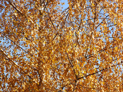 Herbst in den Alpen