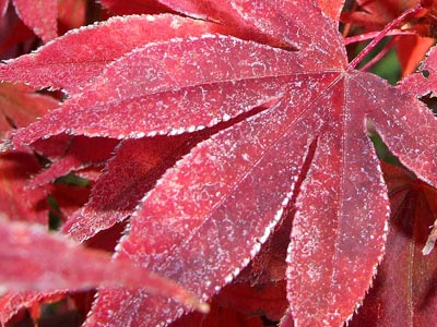 Herbst 001 - rotes Blatt