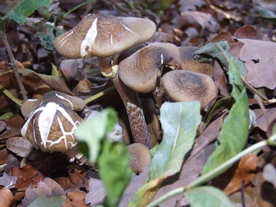 Herbst 003 - braune Pilze