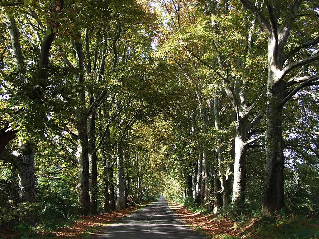 Herbst - Waldweg - Kostenloses Hintergrundbild