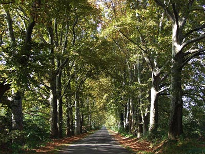 Herbst 005 - Waldweg