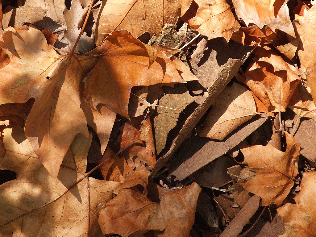 Herbst - Laubstreu - Kostenloses Hintergrundbild