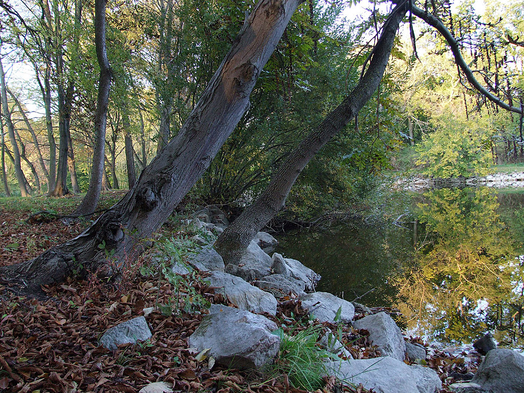 Herbst - Bäume am Ufer - Kostenloses Hintergrundbild